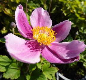 Sasanka japonská 'Praecox' - Anemone hupehensis 'Praecox'