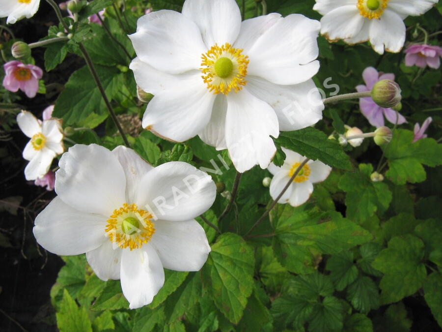 Sasanka hupejská 'Andrea Atkinson' - Anemone hupehensis 'Andrea Atkinson'