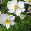 Sasanka hupejská 'Andrea Atkinson' - Anemone hupehensis 'Andrea Atkinson'