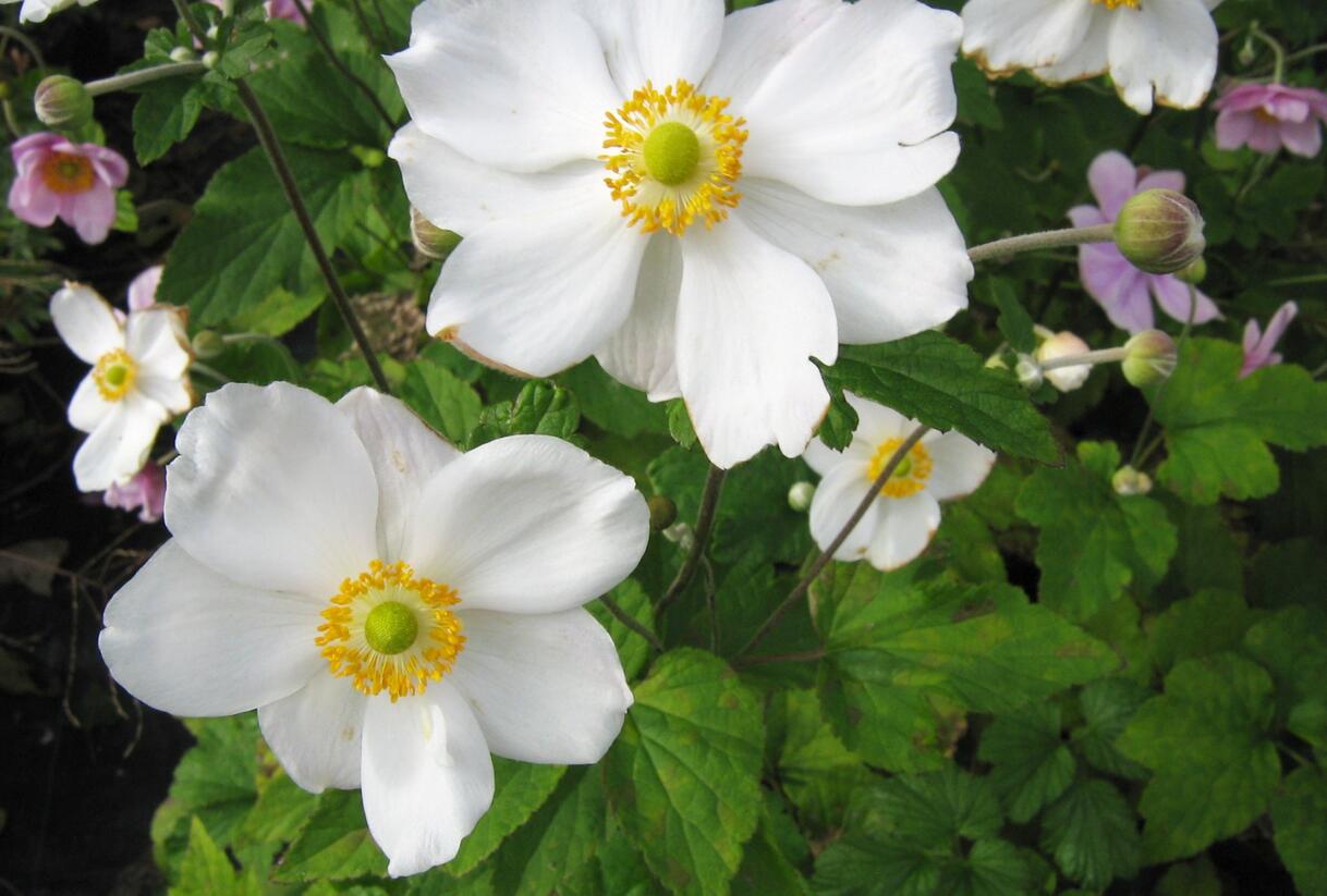 Sasanka hupejská 'Andrea Atkinson' - Anemone hupehensis 'Andrea Atkinson'