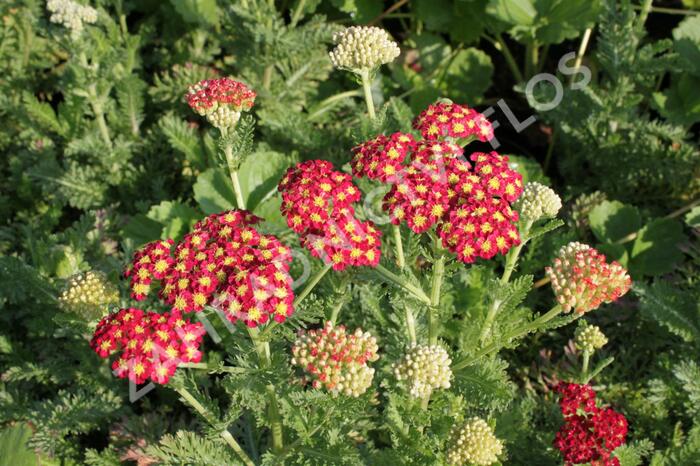 Řebříček obecný 'Summer Fruits Carmine' - Achillea millefolium 'Summer Fruits Carmine'