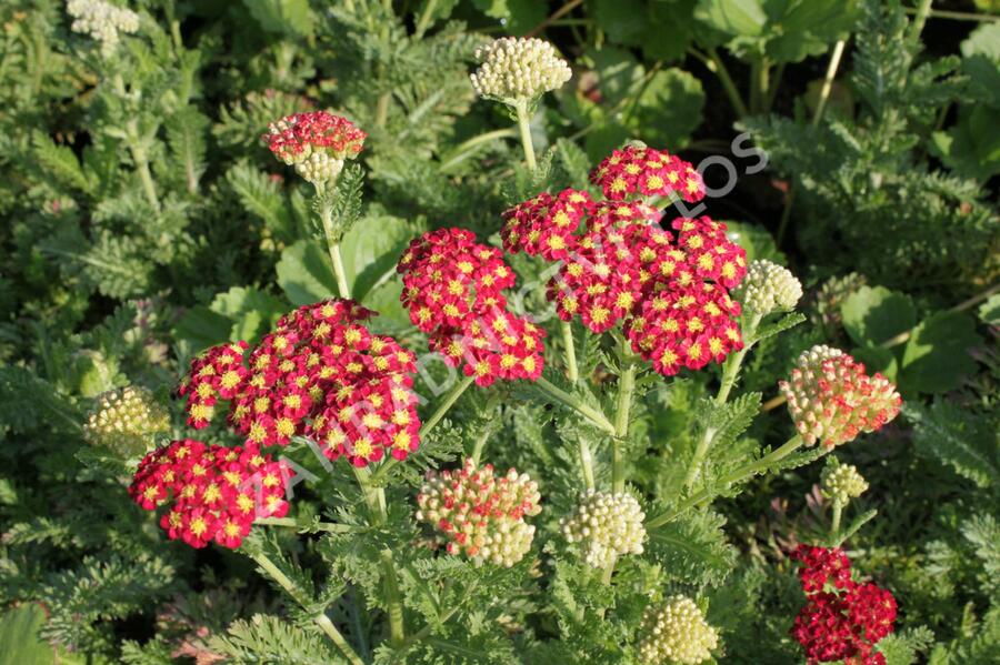 Řebříček obecný 'Summer Fruits Carmine' - Achillea millefolium 'Summer Fruits Carmine'