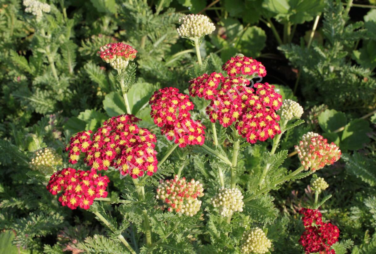 Řebříček obecný 'Summer Fruits Carmine' - Achillea millefolium 'Summer Fruits Carmine'
