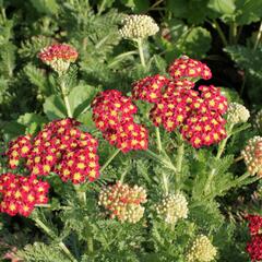 Řebříček obecný 'Summer Fruits Carmine' - Achillea millefolium 'Summer Fruits Carmine'