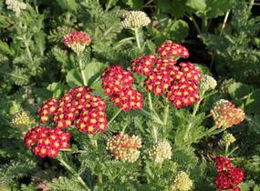Řebříček obecný 'Summer Fruits Carmine' - Achillea millefolium 'Summer Fruits Carmine'