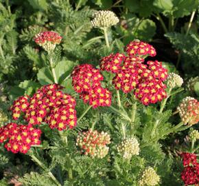 Řebříček obecný 'Summer Fruits Carmine' - Achillea millefolium 'Summer Fruits Carmine'