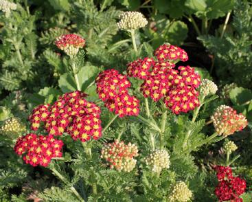 Řebříček obecný 'Summer Fruits Carmine'