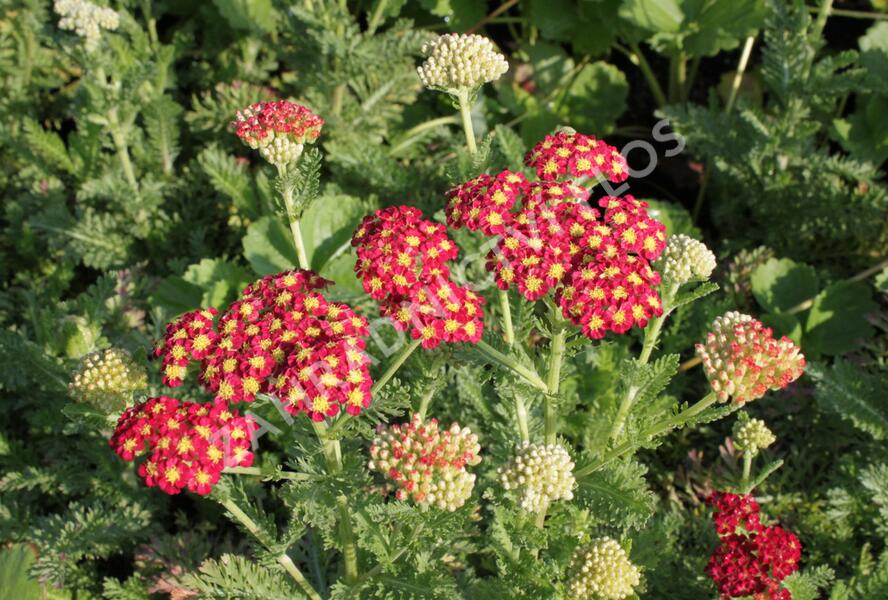 Řebříček obecný 'Summer Fruits Carmine' - Achillea millefolium 'Summer Fruits Carmine'