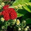 Řebříček obecný 'Summer Fruits Carmine' - Achillea millefolium 'Summer Fruits Carmine'