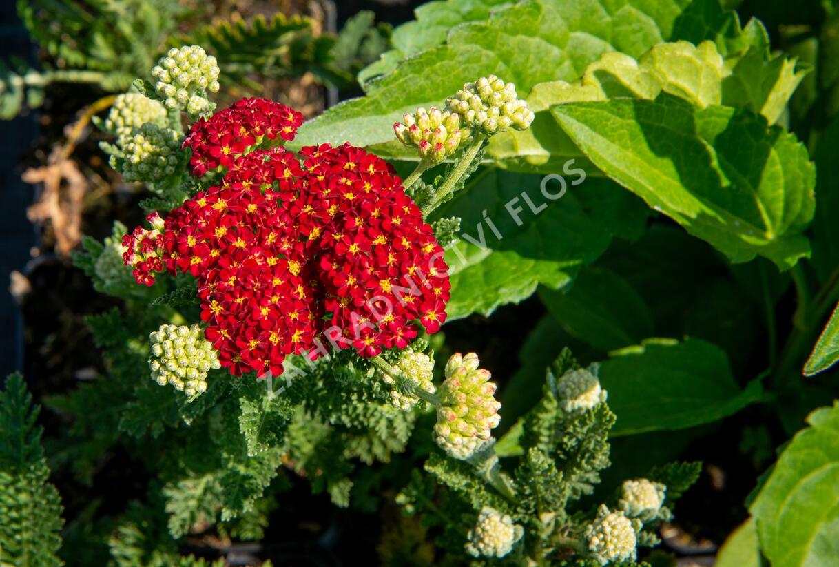 Řebříček obecný 'Summer Fruits Carmine' - Achillea millefolium 'Summer Fruits Carmine'