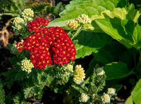Řebříček obecný 'Summer Fruits Carmine' - Achillea millefolium 'Summer Fruits Carmine'