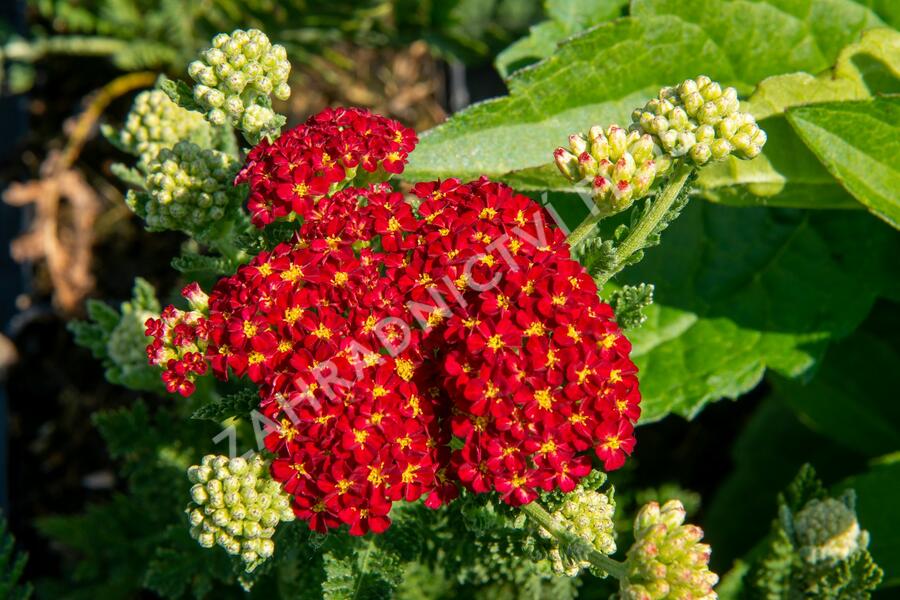 Řebříček obecný 'Summer Fruits Carmine' - Achillea millefolium 'Summer Fruits Carmine'