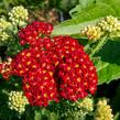 Řebříček obecný 'Summer Fruits Carmine' - Achillea millefolium 'Summer Fruits Carmine'