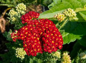 Řebříček obecný 'Summer Fruits Carmine' - Achillea millefolium 'Summer Fruits Carmine'