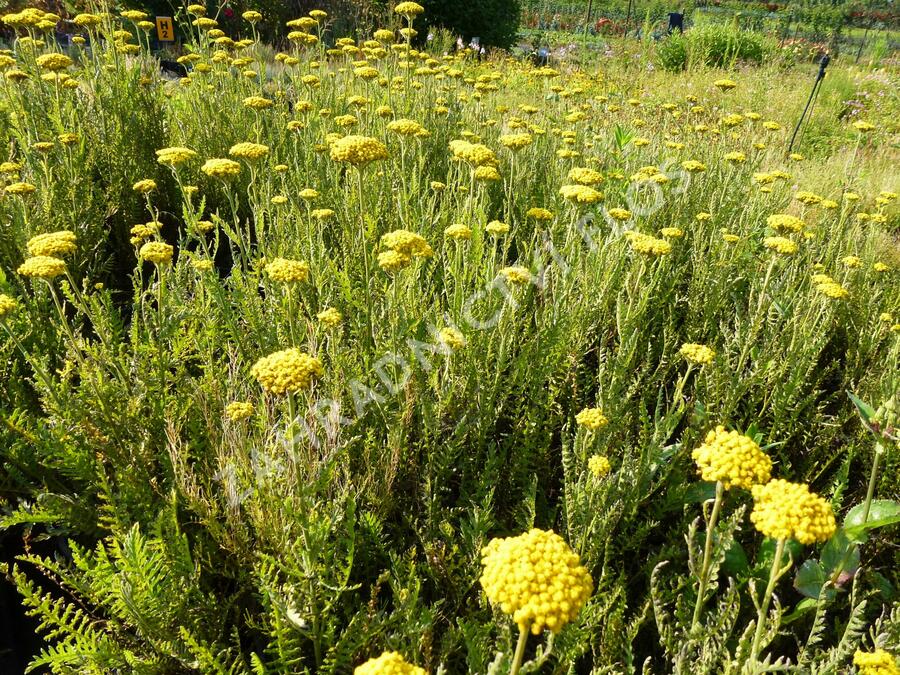 Řebříček tužebníkový 'Summer Gold' - Achillea filipendulina 'Summer Gold'