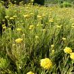 Řebříček tužebníkový 'Summer Gold' - Achillea filipendulina 'Summer Gold'