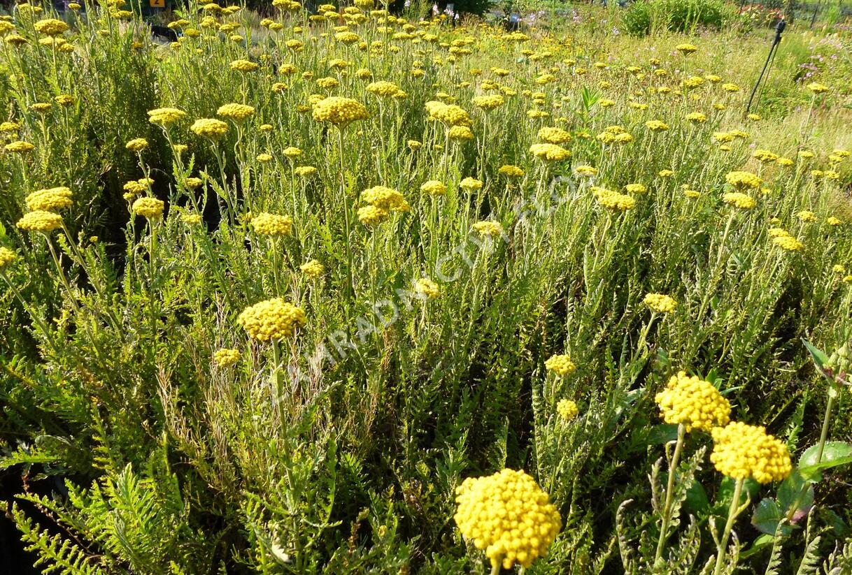 Řebříček tužebníkový 'Summer Gold' - Achillea filipendulina 'Summer Gold'