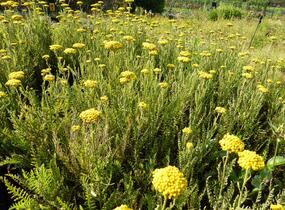 Řebříček tužebníkový 'Summer Gold' - Achillea filipendulina 'Summer Gold'