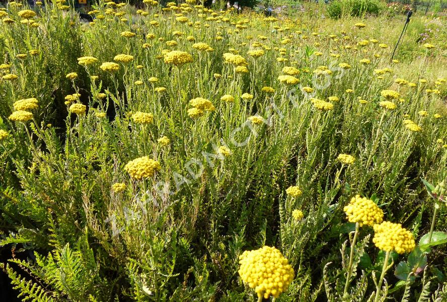 Řebříček tužebníkový 'Summer Gold' - Achillea filipendulina 'Summer Gold'