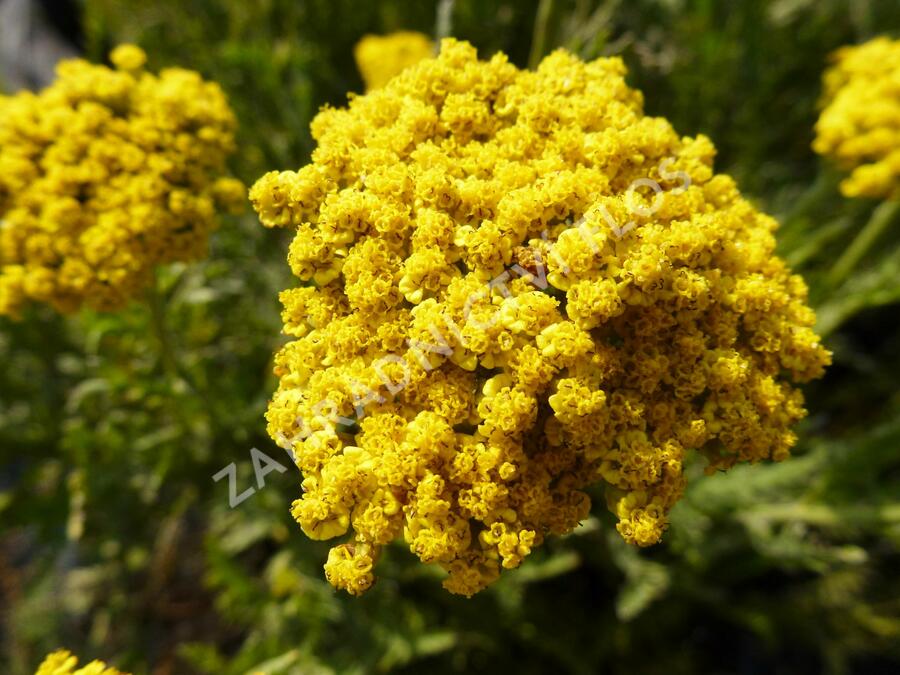 Řebříček tužebníkový 'Summer Gold' - Achillea filipendulina 'Summer Gold'