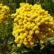 Řebříček tužebníkový 'Summer Gold' - Achillea filipendulina 'Summer Gold'