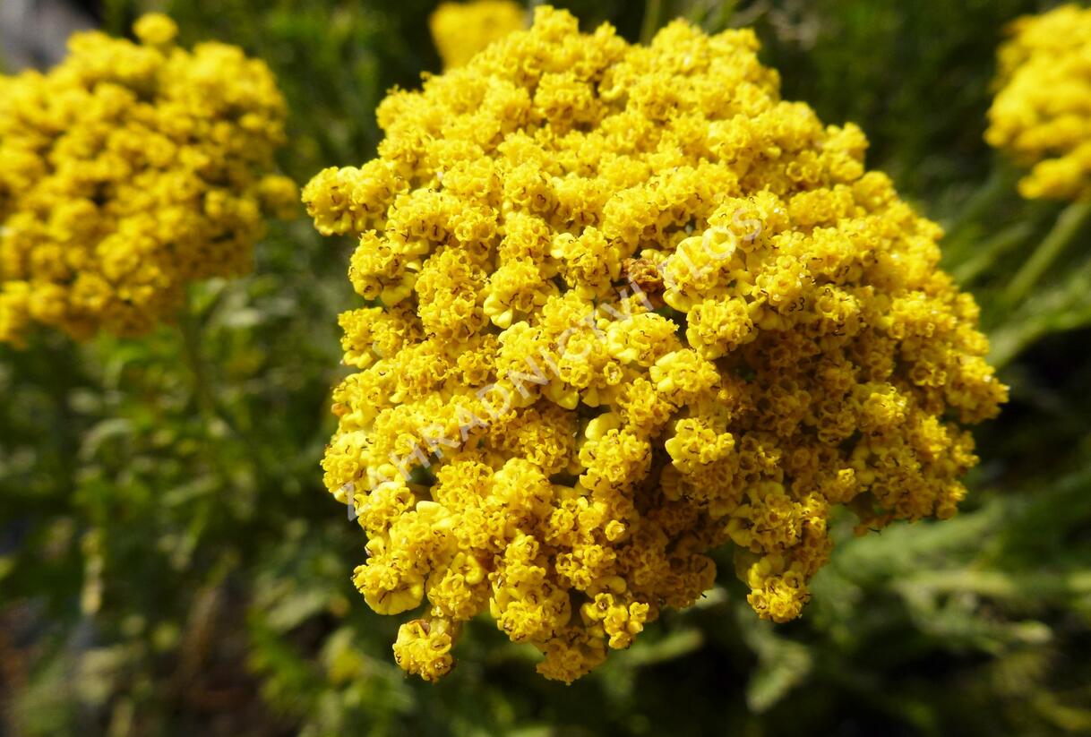 Řebříček tužebníkový 'Summer Gold' - Achillea filipendulina 'Summer Gold'