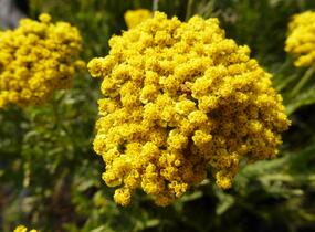 Řebříček tužebníkový 'Summer Gold' - Achillea filipendulina 'Summer Gold'