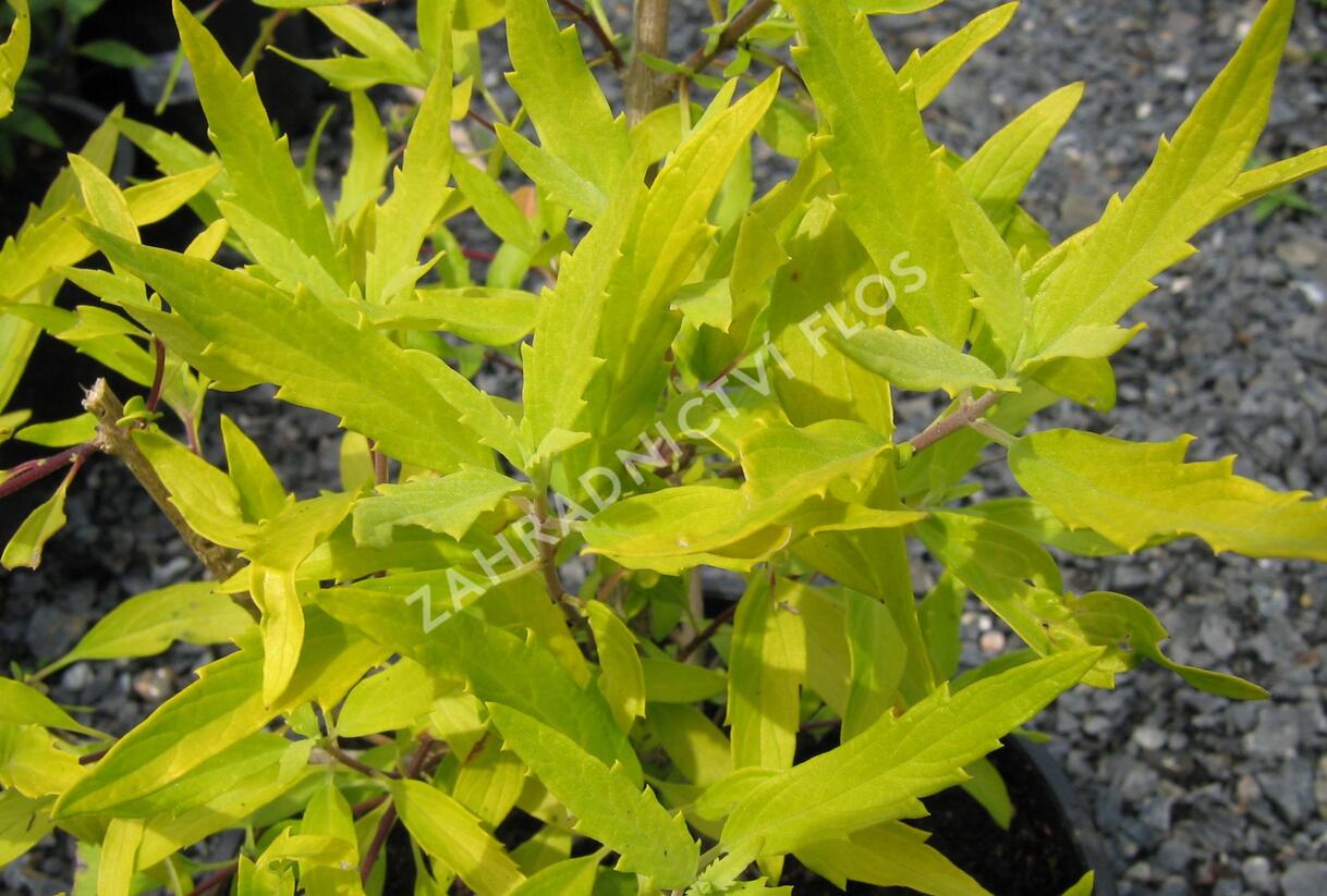 Ořechokřídlec clandonský 'Worcester Gold' - Caryopteris clandonensis 'Worcester Gold'