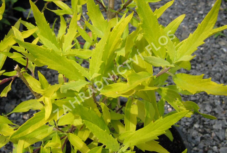 Ořechokřídlec clandonský 'Worcester Gold' - Caryopteris clandonensis 'Worcester Gold'