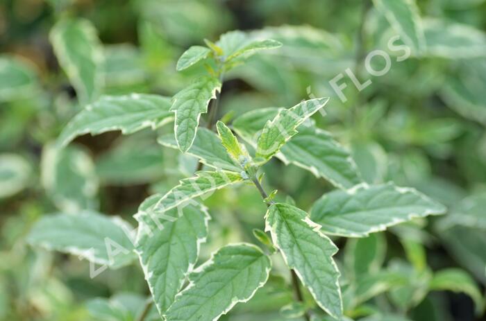 Ořechokřídlec clandonský 'White Surprise' - Caryopteris clandonensis 'White Surprise'