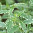 Ořechokřídlec clandonský 'White Surprise' - Caryopteris clandonensis 'White Surprise'