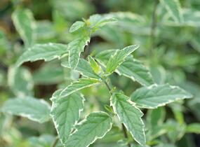 Ořechokřídlec clandonský 'White Surprise' - Caryopteris clandonensis 'White Surprise'