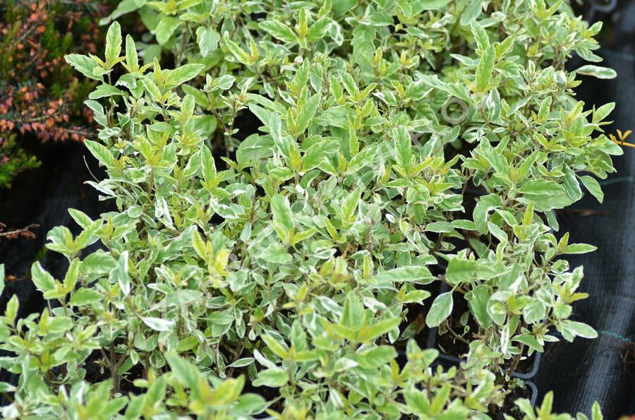 Ořechokřídlec clandonský 'White Surprise' - Caryopteris clandonensis 'White Surprise'