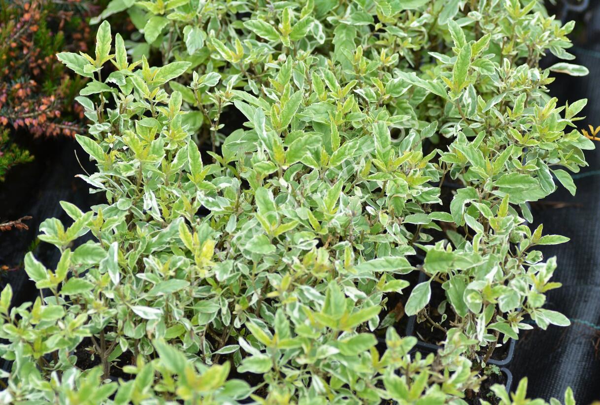 Ořechokřídlec clandonský 'White Surprise' - Caryopteris clandonensis 'White Surprise'