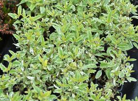 Ořechokřídlec clandonský 'White Surprise' - Caryopteris clandonensis 'White Surprise'