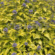 Ořechokřídlec clandonský 'Hint of Gold' - Caryopteris clandonensis 'Hint of Gold'