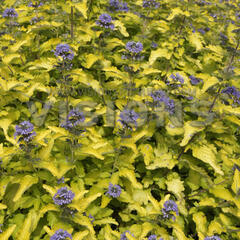 Ořechokřídlec clandonský 'Hint of Gold' - Caryopteris clandonensis 'Hint of Gold'