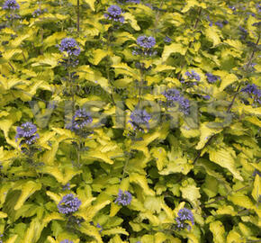 Ořechokřídlec clandonský 'Hint of Gold' - Caryopteris clandonensis 'Hint of Gold'