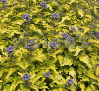 Ořechokřídlec clandonský 'Hint of Gold'