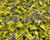 Ořechokřídlec clandonský 'Hint of Gold'