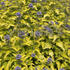 orechokridlec-clandonsky-hint-of-gold.jpg