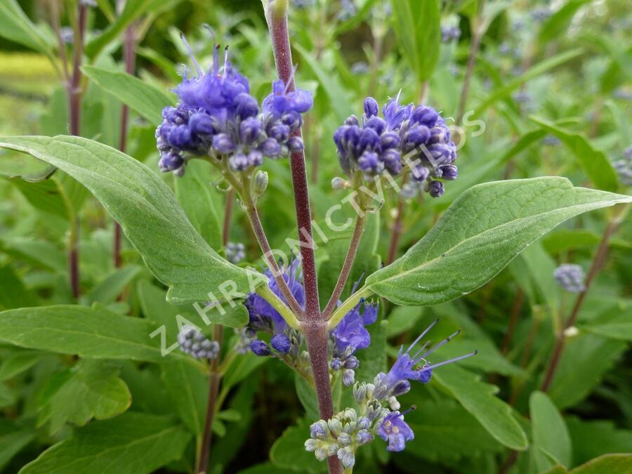 Ořechokřídlec clandonský 'Grand Blue' (Inoveris) - Caryopteris clandonensis 'Grand Blue' (Inoveris)