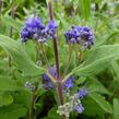 Ořechokřídlec clandonský 'Grand Blue' (Inoveris) - Caryopteris clandonensis 'Grand Blue' (Inoveris)