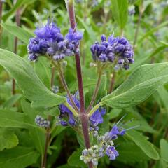 Ořechokřídlec clandonský 'Grand Blue' (Inoveris) - Caryopteris clandonensis 'Grand Blue' (Inoveris)