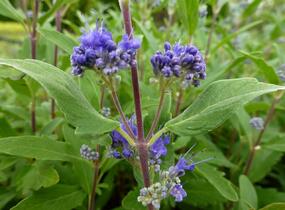 Ořechokřídlec clandonský 'Grand Blue' (Inoveris) - Caryopteris clandonensis 'Grand Blue' (Inoveris)