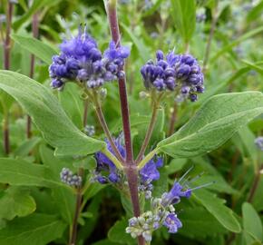 Ořechokřídlec clandonský 'Grand Blue' (Inoveris) - Caryopteris clandonensis 'Grand Blue' (Inoveris)