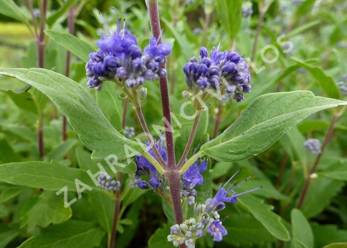 Ořechokřídlec clandonský 'Grand Blue' (Inoveris) - Caryopteris clandonensis 'Grand Blue' (Inoveris)