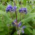 orechokridlec-clandonsky-grand-blue.jpg