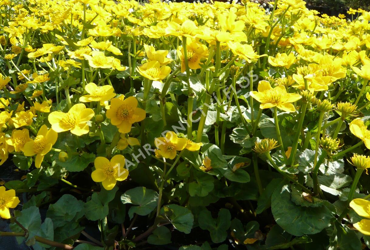 Blatouch bahenní - Caltha palustris