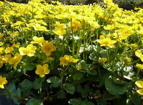 Blatouch bahenní - Caltha palustris
